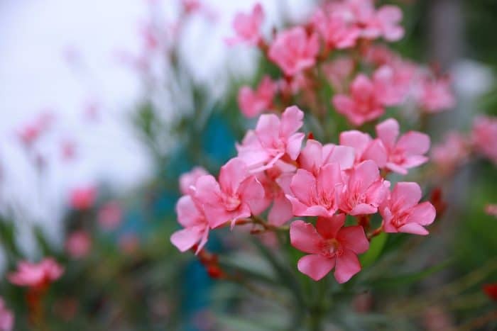 Comprendre et traiter les maladies fréquentes du laurier rose